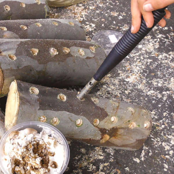 sawdust spawn innoculation