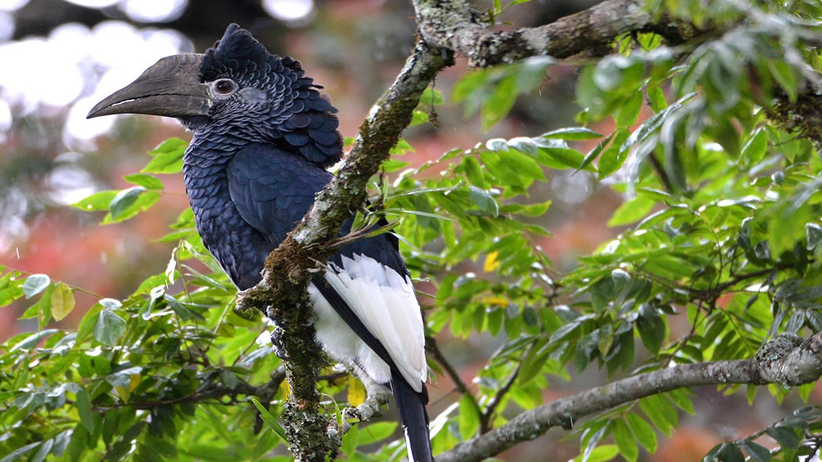 5 Days Gorillas and Lake Kivu Safari