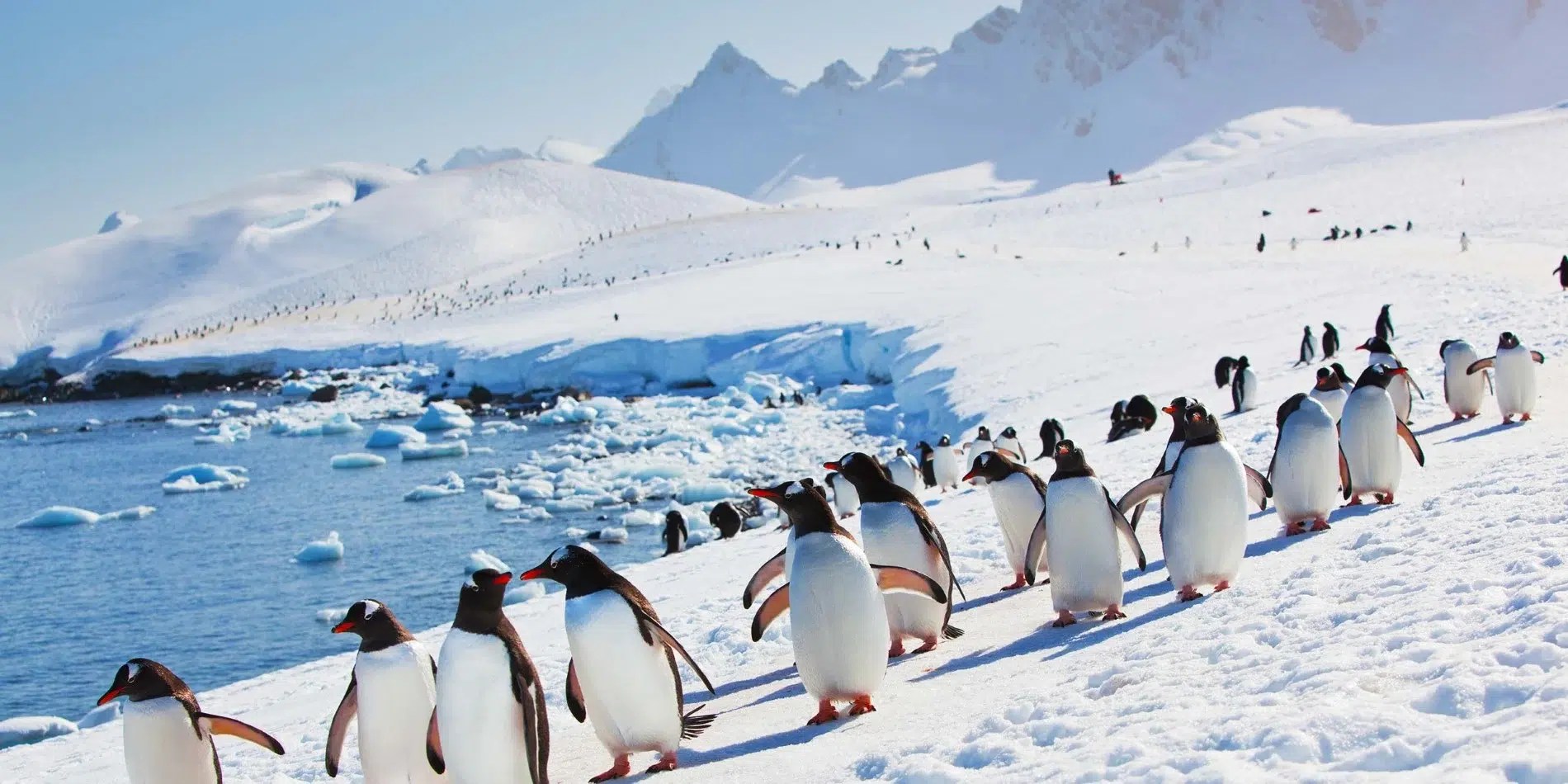 antarctica