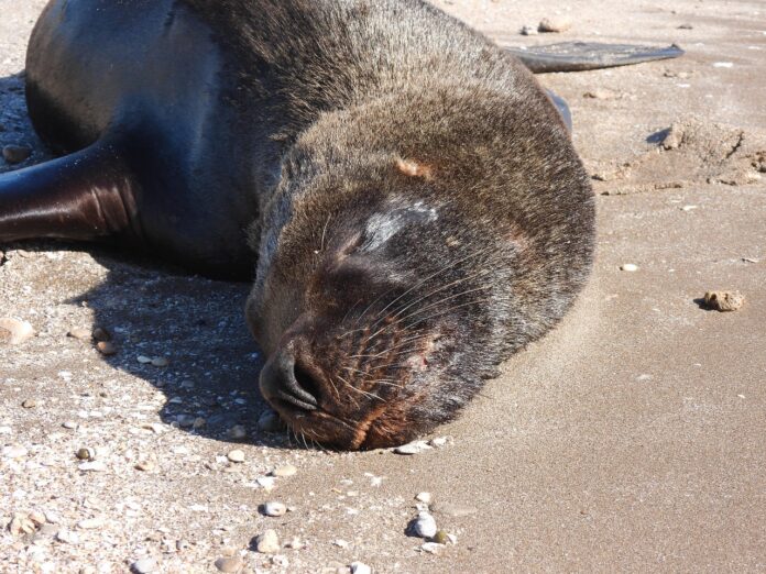 El SENASA confirmó que los lobos marinos hallados en Claromecó y Orense murieron por gripe aviar