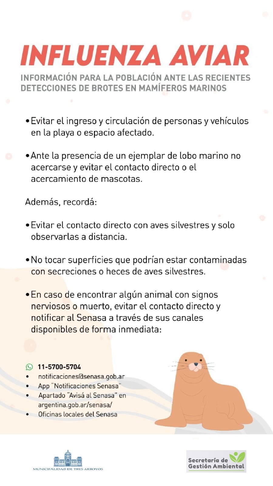Se confirmó el resultado positivo de la influenza aviar altamente patógena (IAAP) H5 en lobos marinos en Necochea