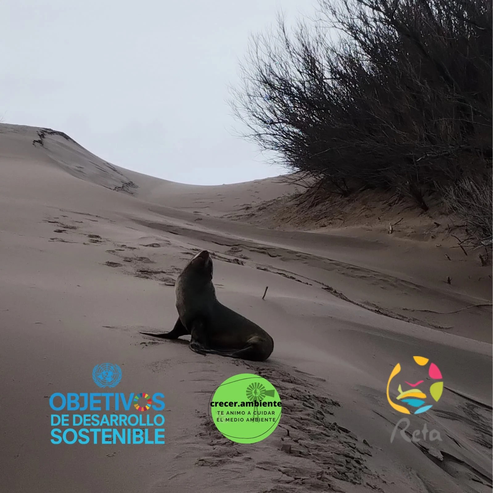 Un lobo marino de turismo por Reta (video)