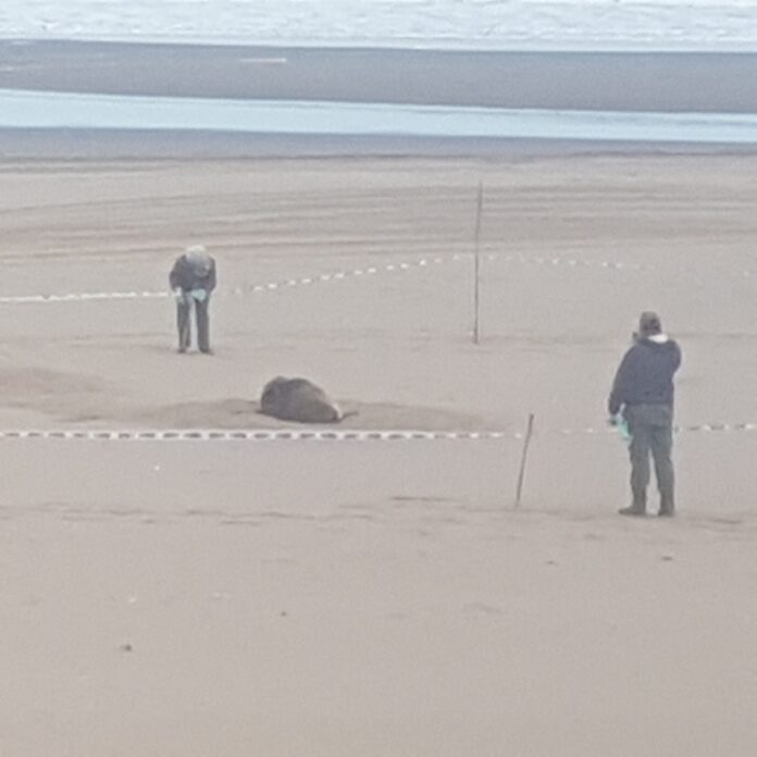 En playas de Reta, vecinos hallaron otro lobo marino agonizando