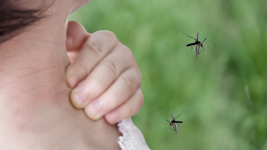 Alertan sobre el contagio de encefalitis equina: cómo prevenir picaduras