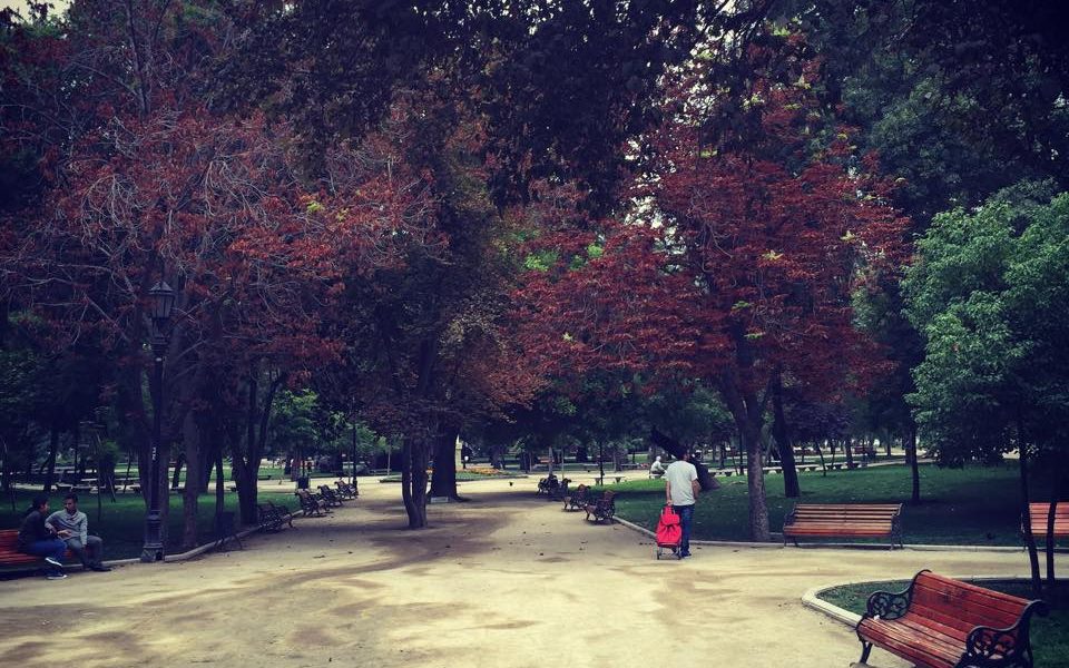 forestal