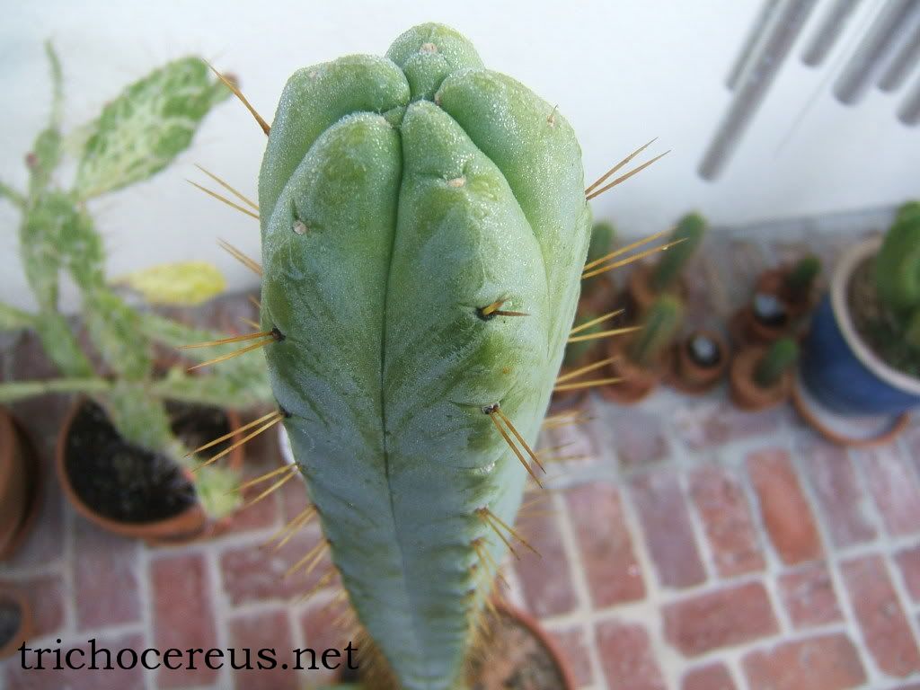 dracaena trifasciata care Mother in Law Plant Sansevieria trifasciata Snake Plant