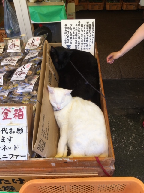 まわた日記投稿画像