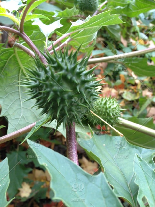 Vision is an important part of our lives, yet the ability to see is something that many people take for granted. 12 Poisonous Plants to Dogs that May be Growing in your