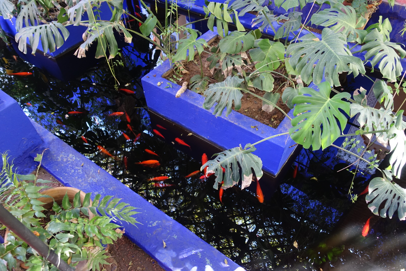 Such contrasts of colour!