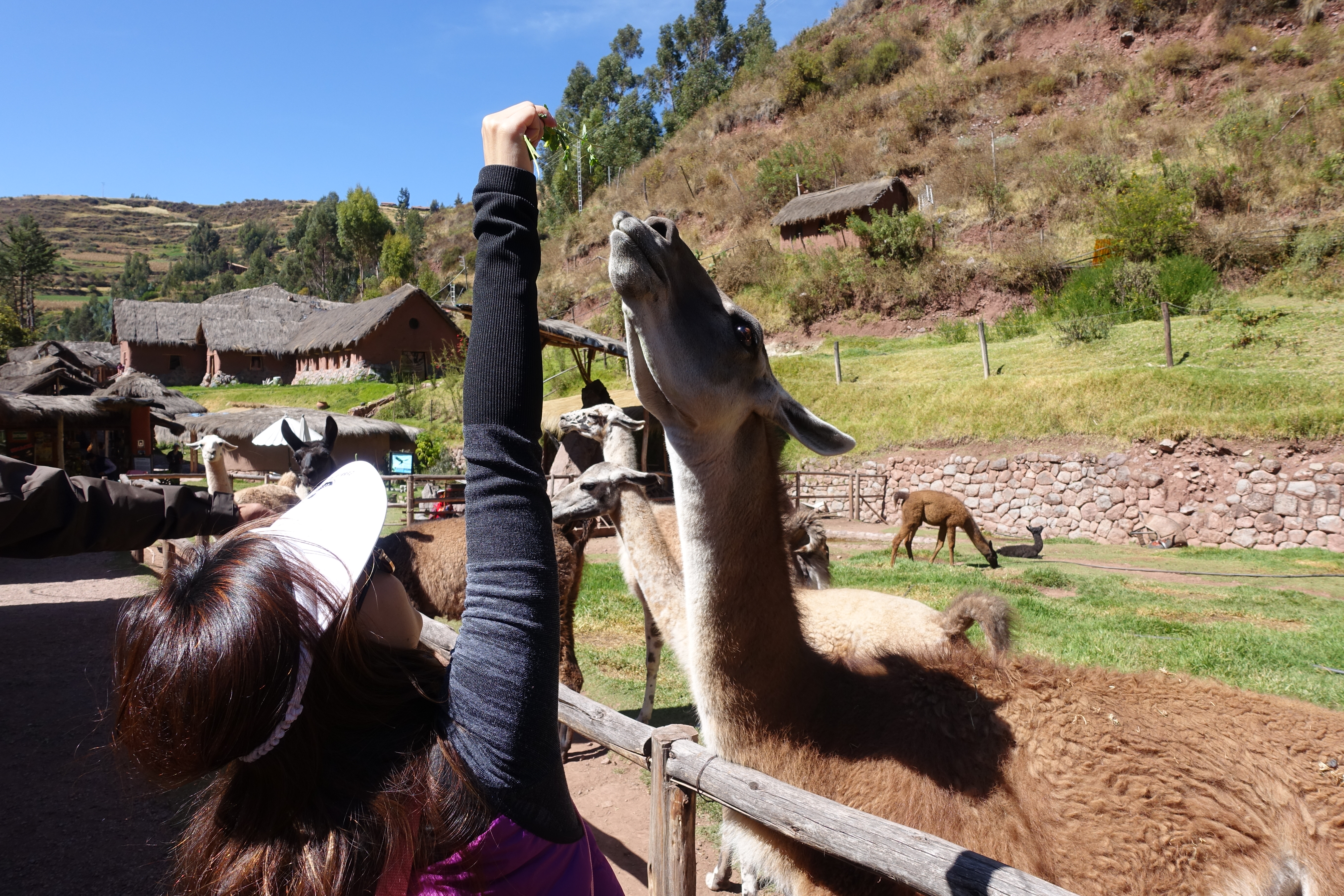 Feeding alpacas