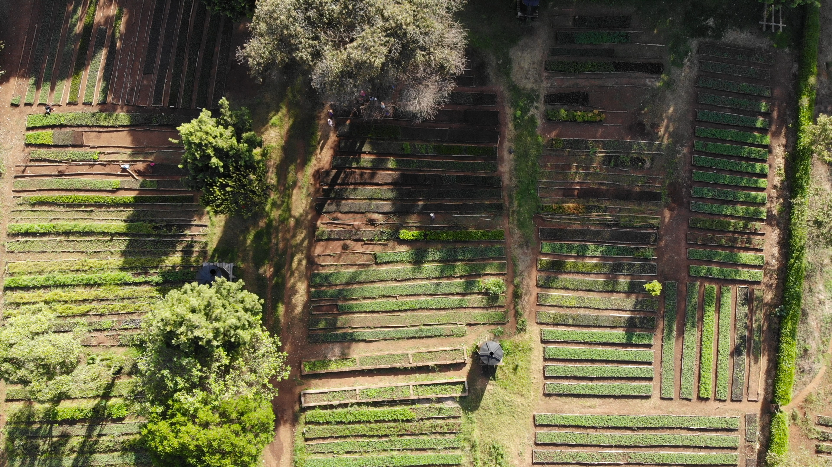 More than just growing trees and plants, the great green wall is transforming the lives of millions of people in . Mount Kenya Aberdare And Nandi Forests Trillion Trees