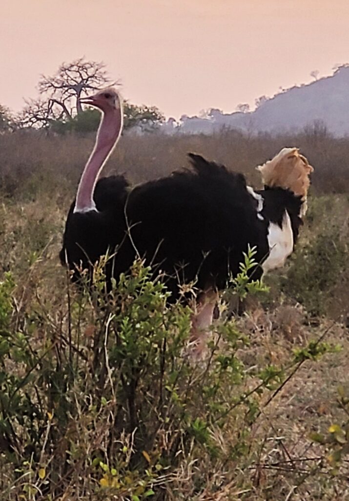 Male Ostrich