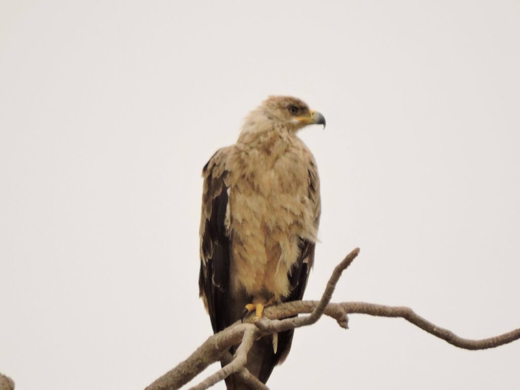 Eagle