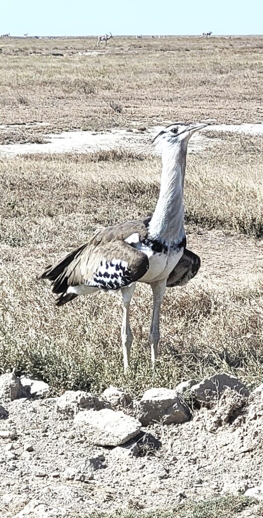 Kori Bustard