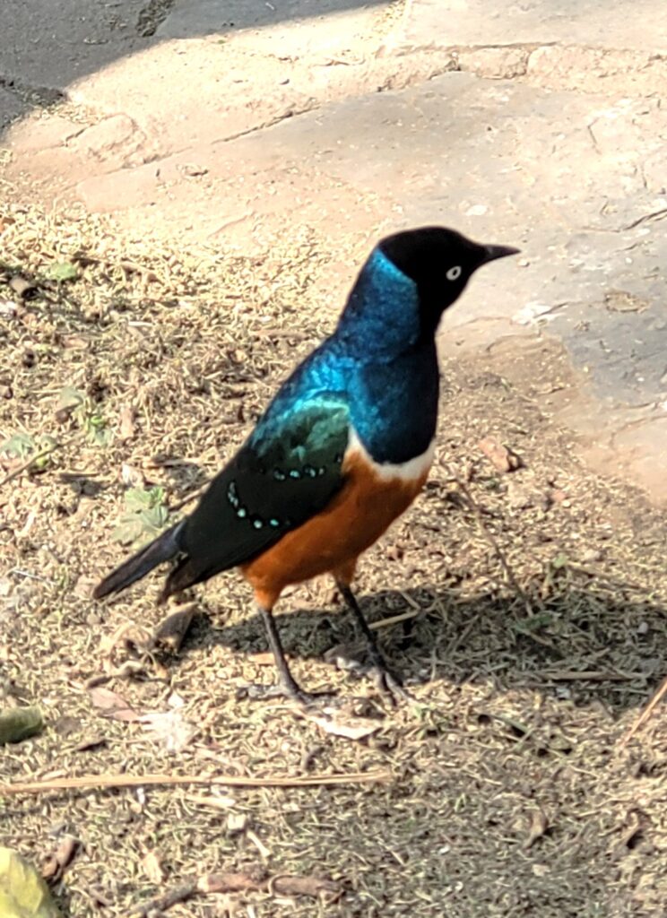 Superb Starling