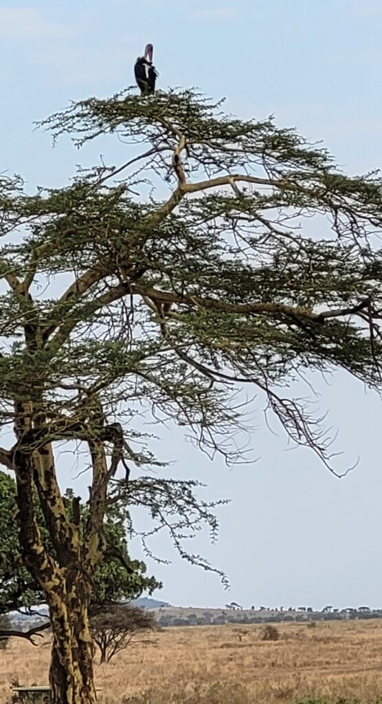 Vulture on Tree