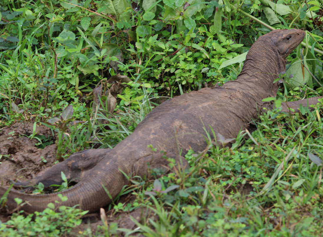 Monitor Lizard crossing the safari trail