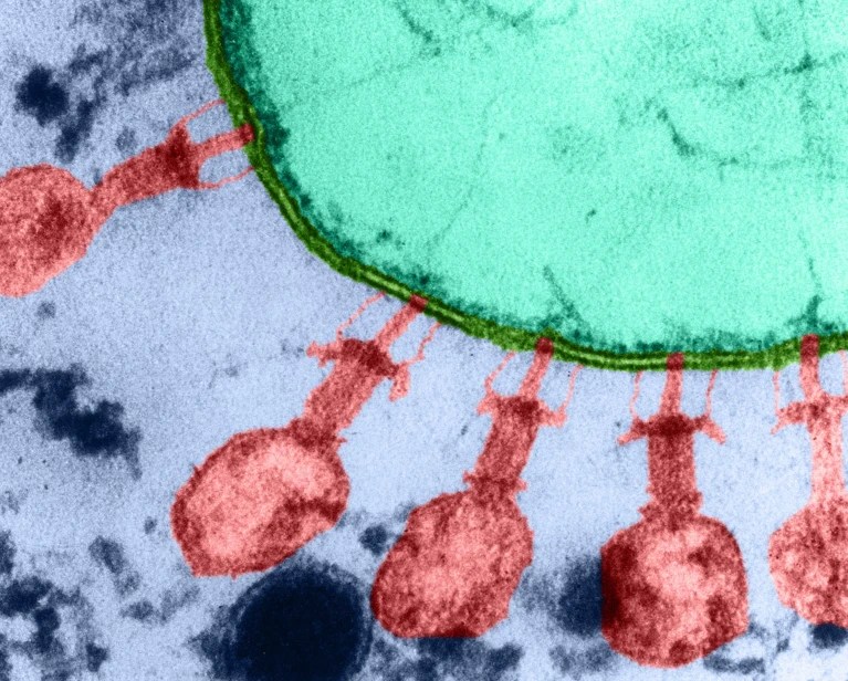 Investigadores de Stanford usan IA para crear virus que eliminan bacterias