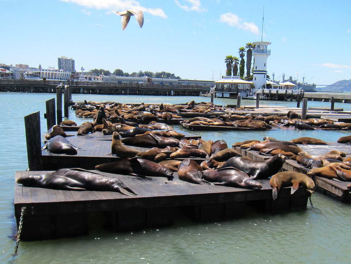 Web the 20 best things to do in san francisco visit the palace of fine arts. 11 Fun San Francisco Attractions That Your Family Will Love Trip Memos