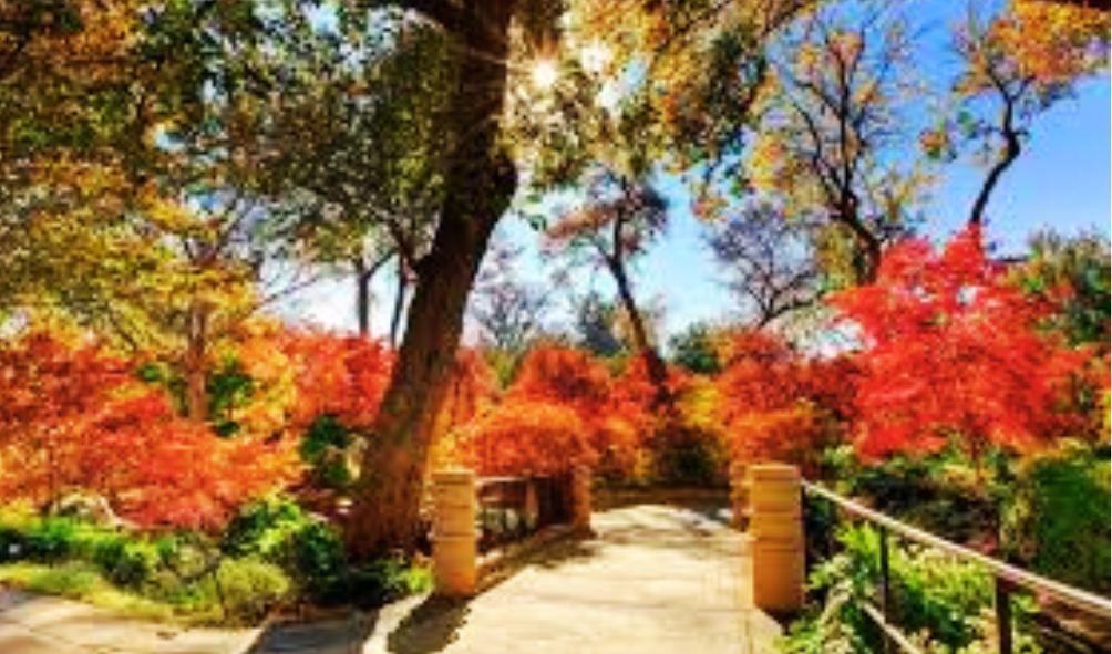 weekend things to do in dallas