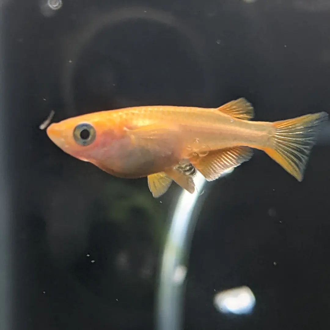 “King Red Yamablood” Ricefish – Tristan's Tropical Fish
