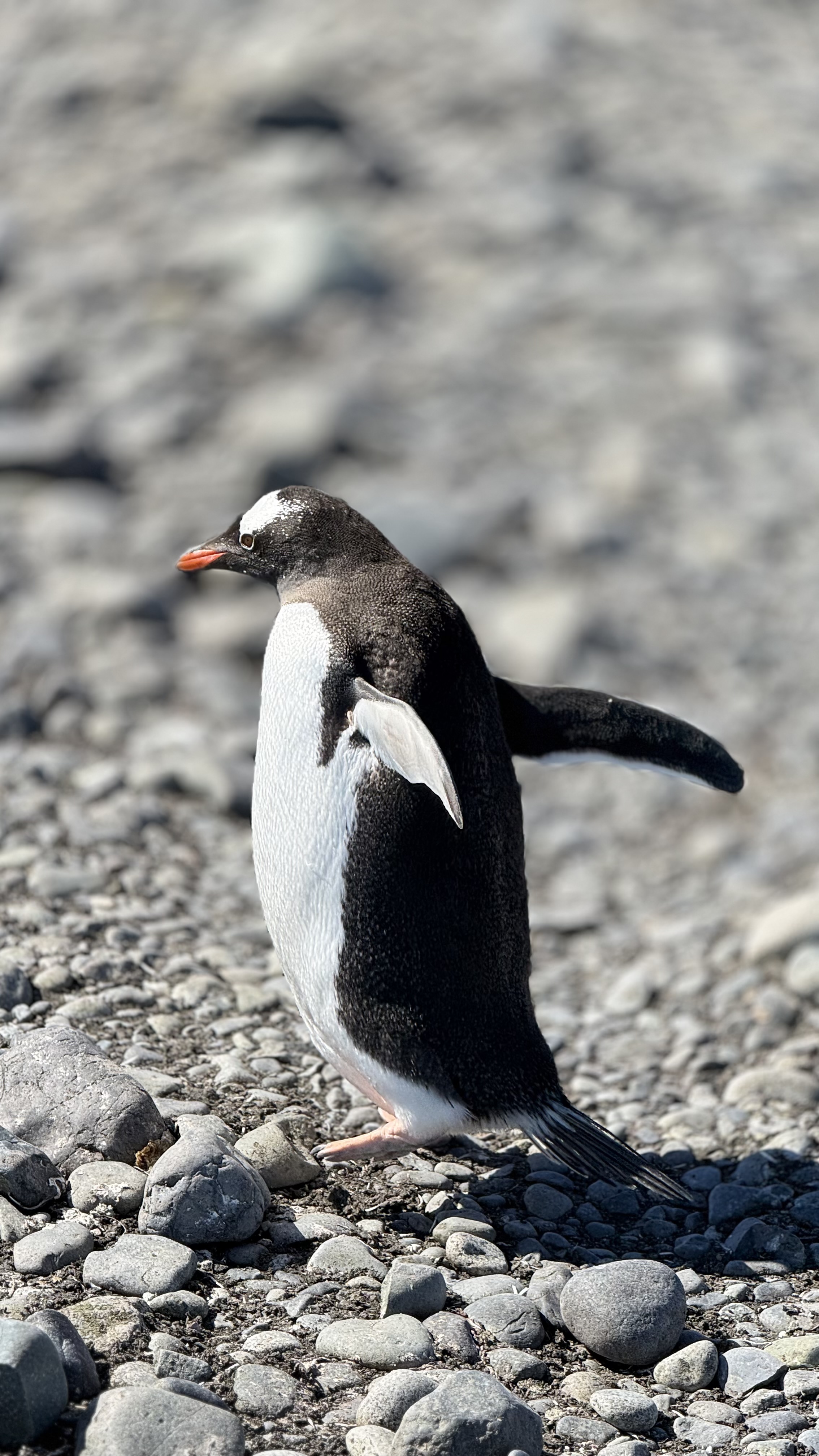 Gentoo penguin standing on a rocky Antarctic shore
