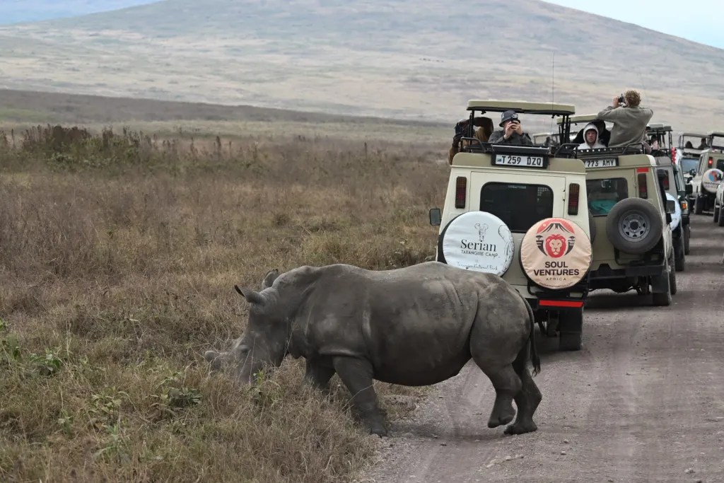 Rhinoceros passing close to a safari vehicle