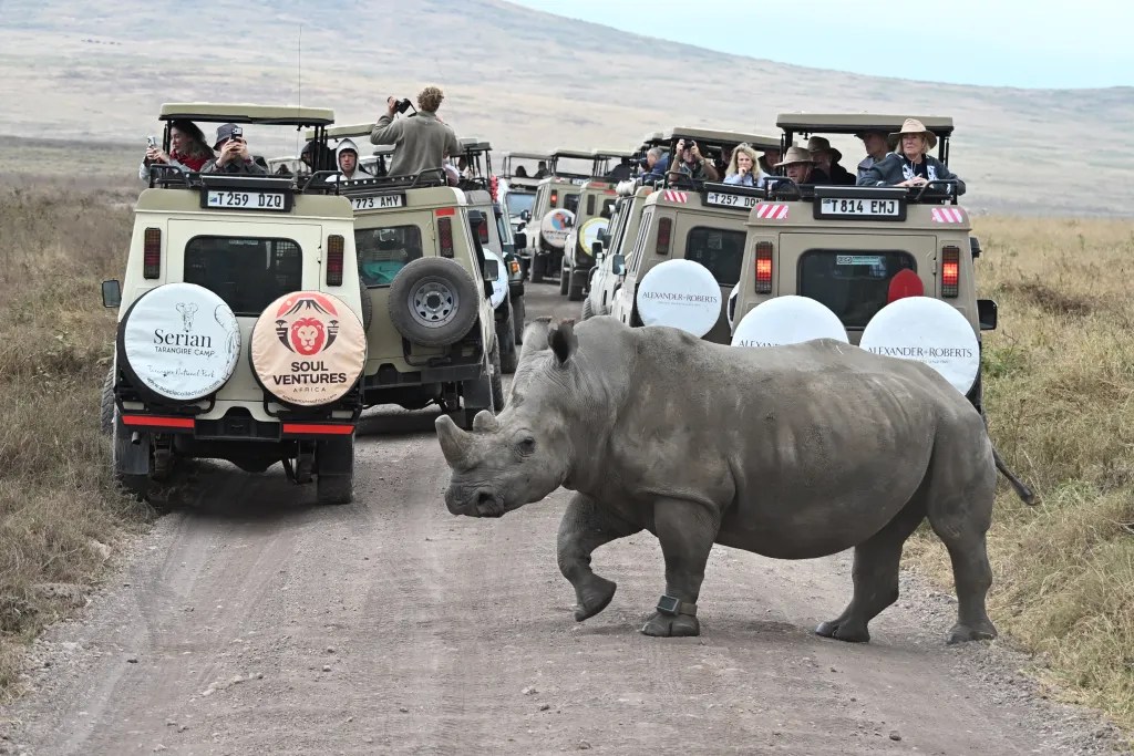 Rhinoceros beside a line of safari vehicles
