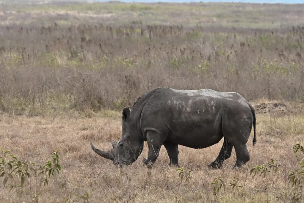Rhinoceros walking through dry grass