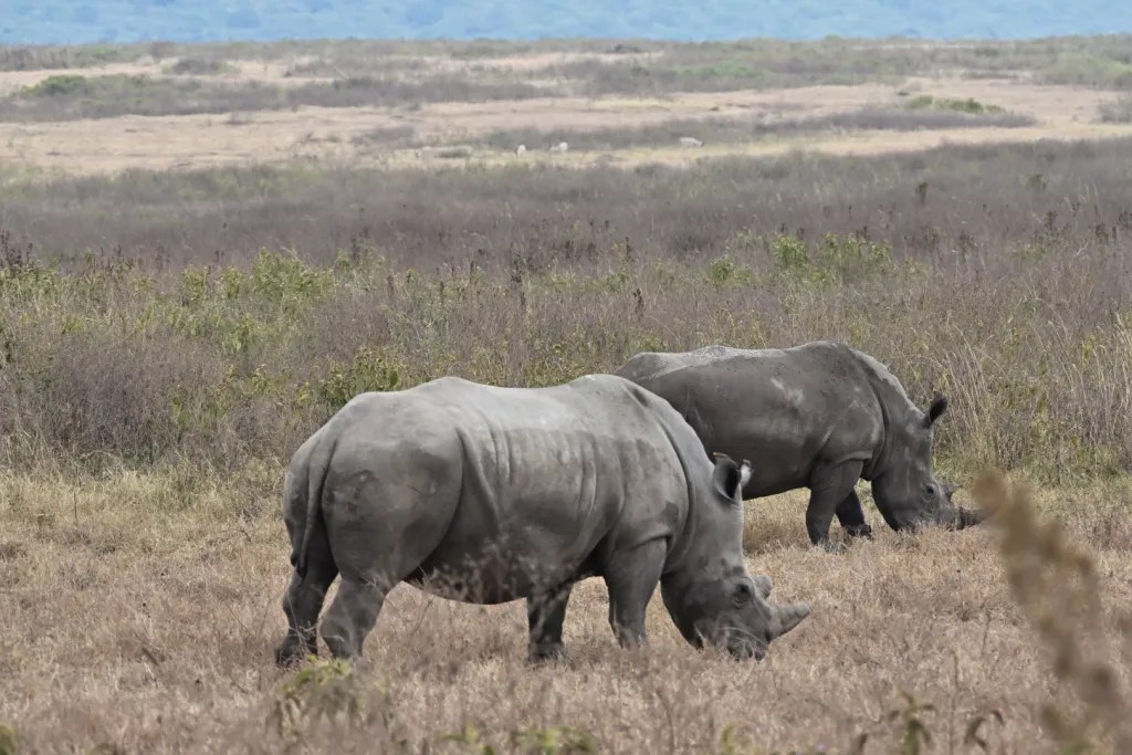 Two rhinoceroses grazing on the Ngorongoro crater floor