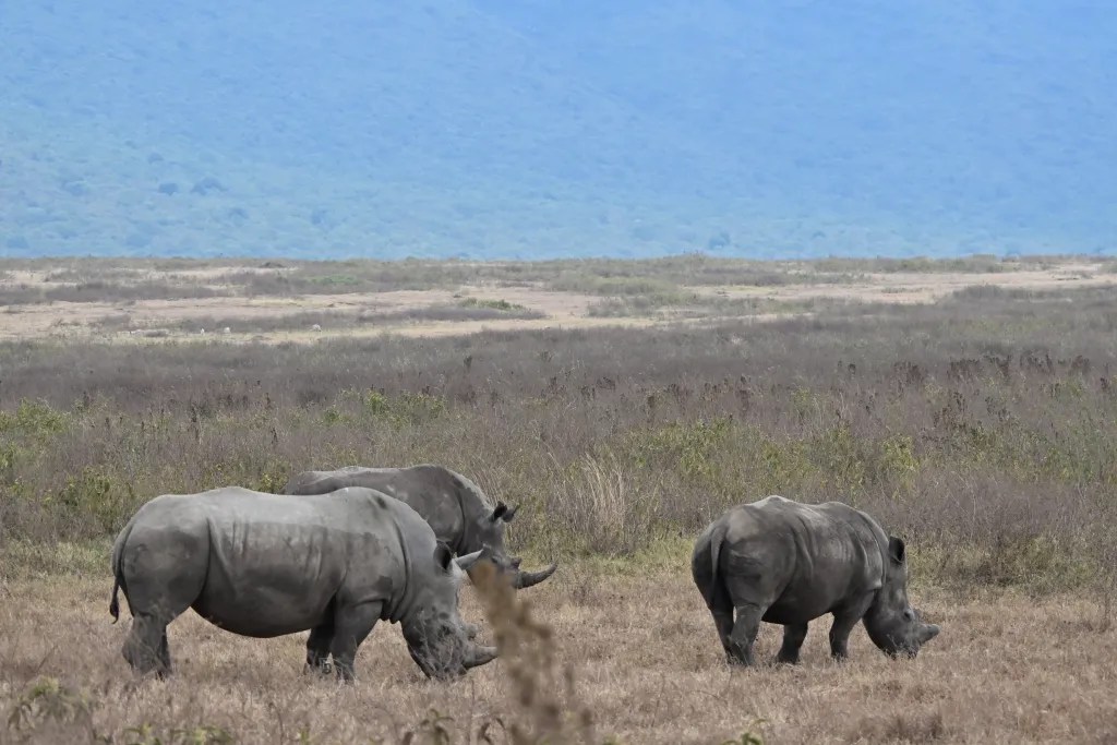 Rhinoceroses standing in open grassland beneath a blue sky
