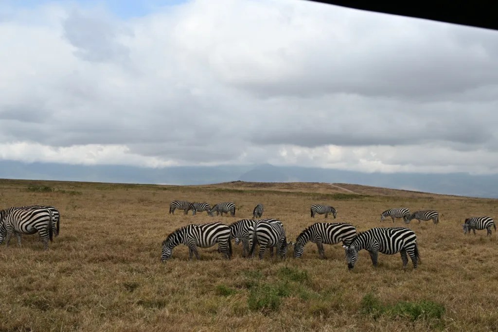 Zebras grazing beneath a cloudy sky