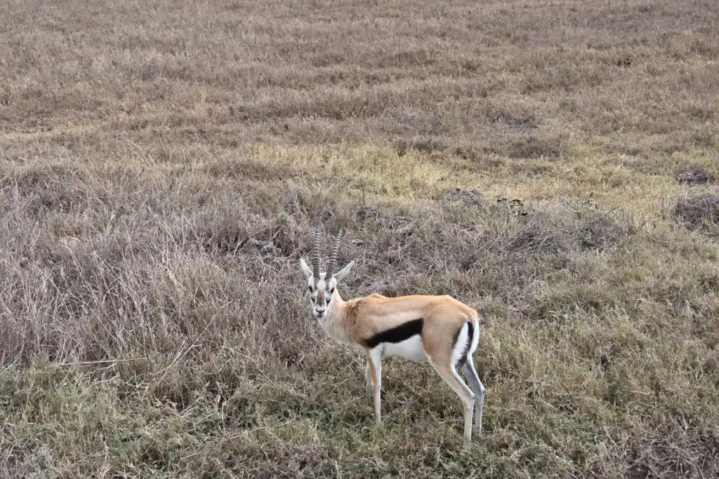 Gazelle standing in open grassland