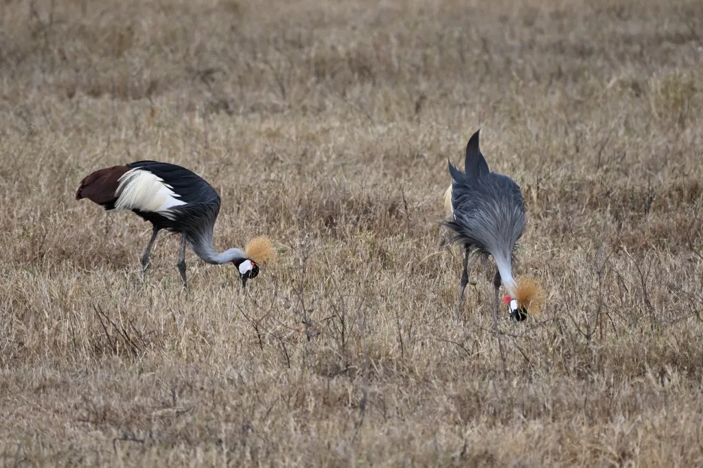 Two large birds walking through dry grass
