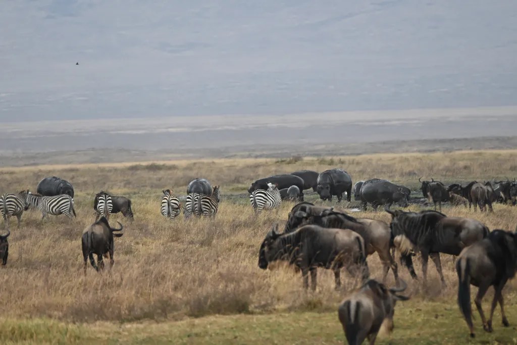 Buffalo grazing together on the crater floor