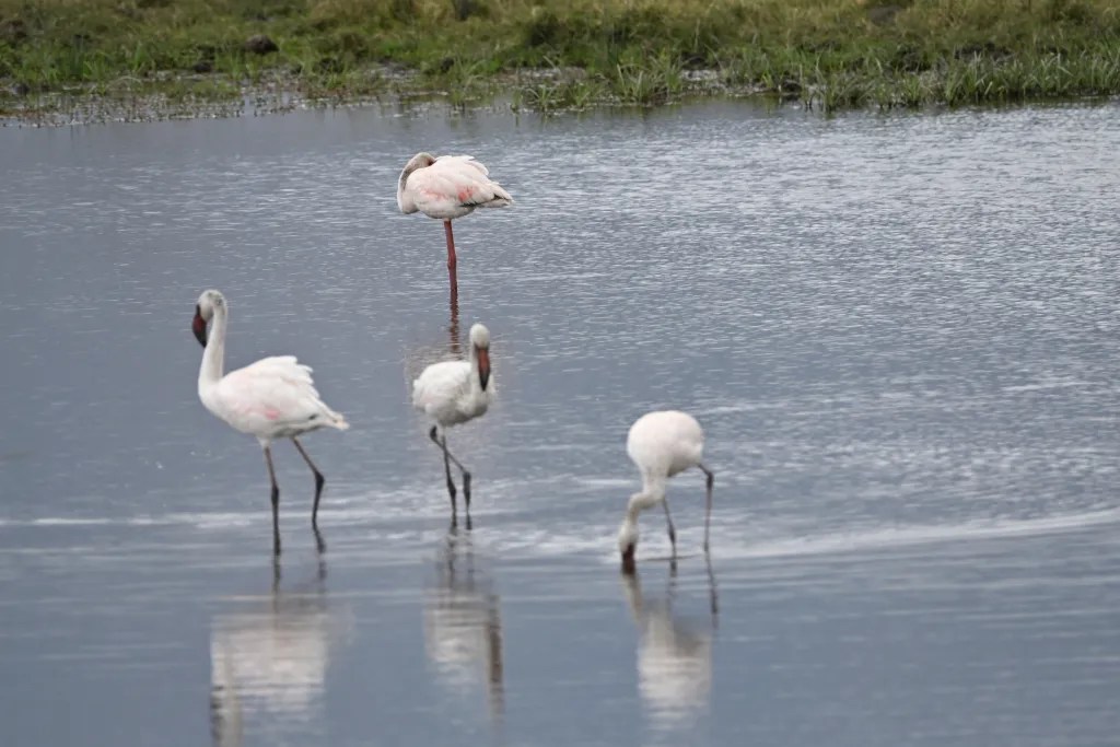 Flamingos wading in shallow water