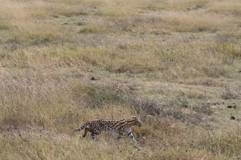 Serval partly hidden in the crater grassland