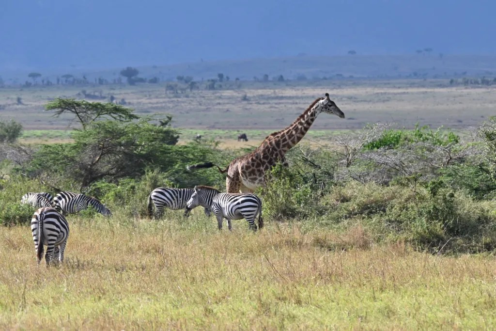 Giraffe and zebras in the open savanna