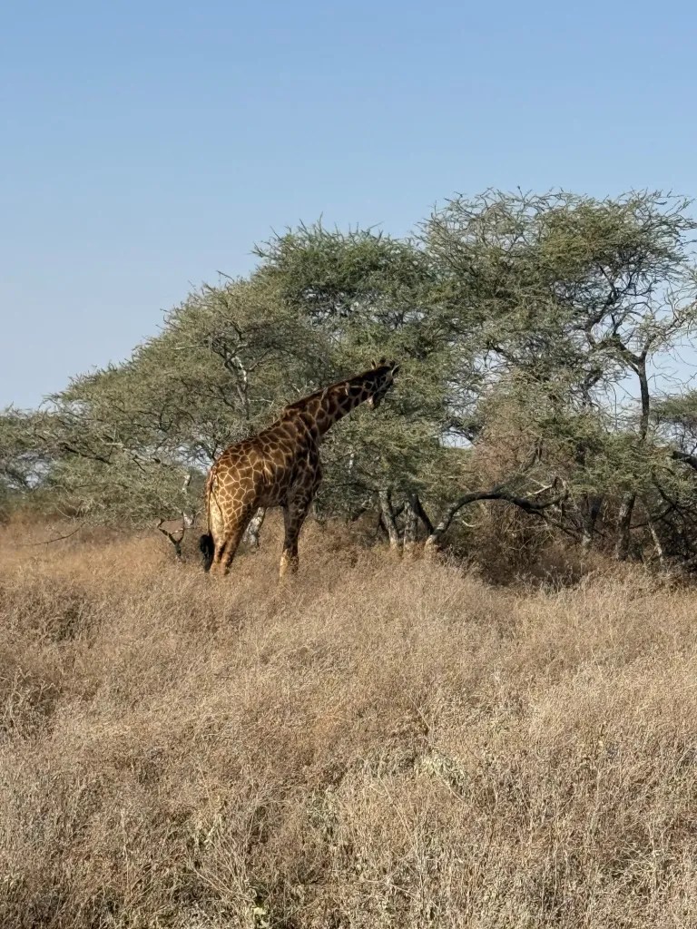 Giraffe reaching toward the branches of an acacia tree