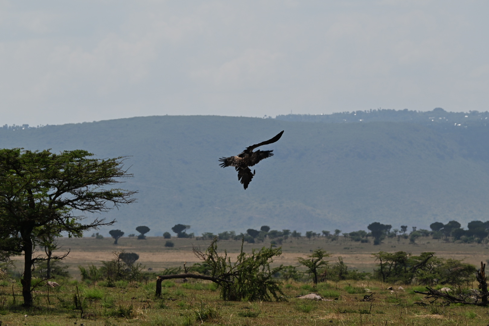 Large bird of prey flying over the open Serengeti landscape