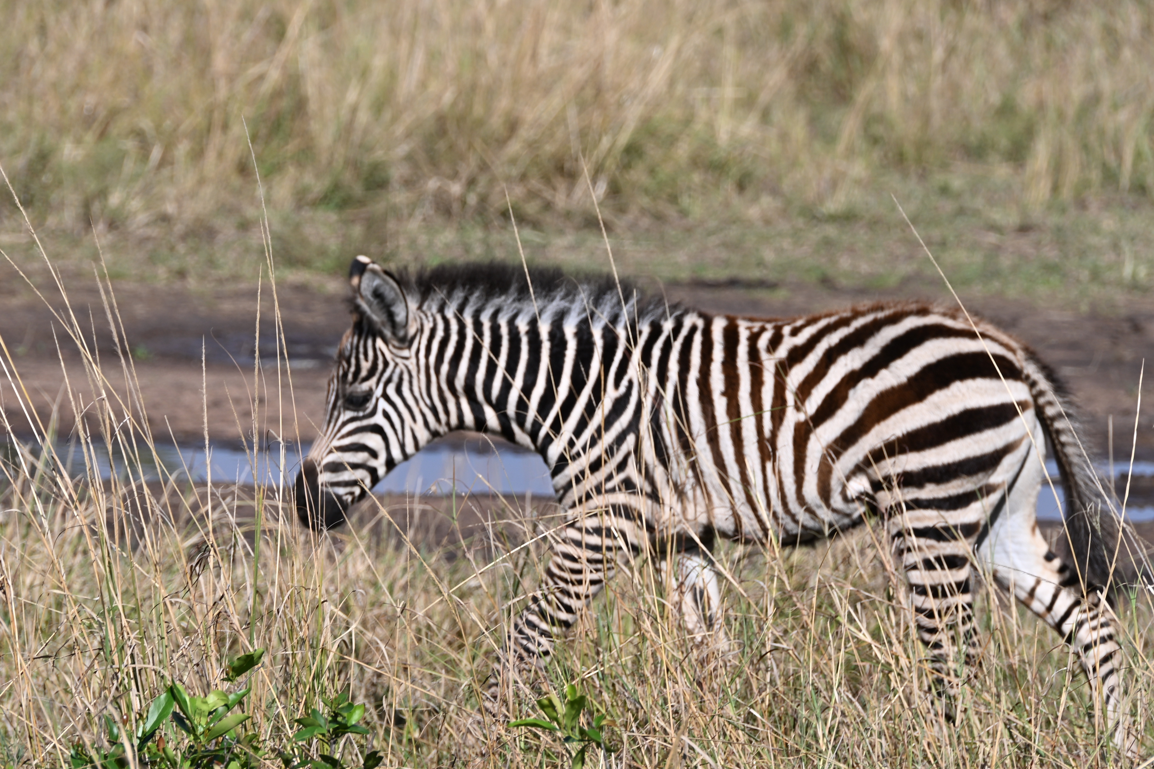Wildlife beside the Mara River during the final Serengeti safari