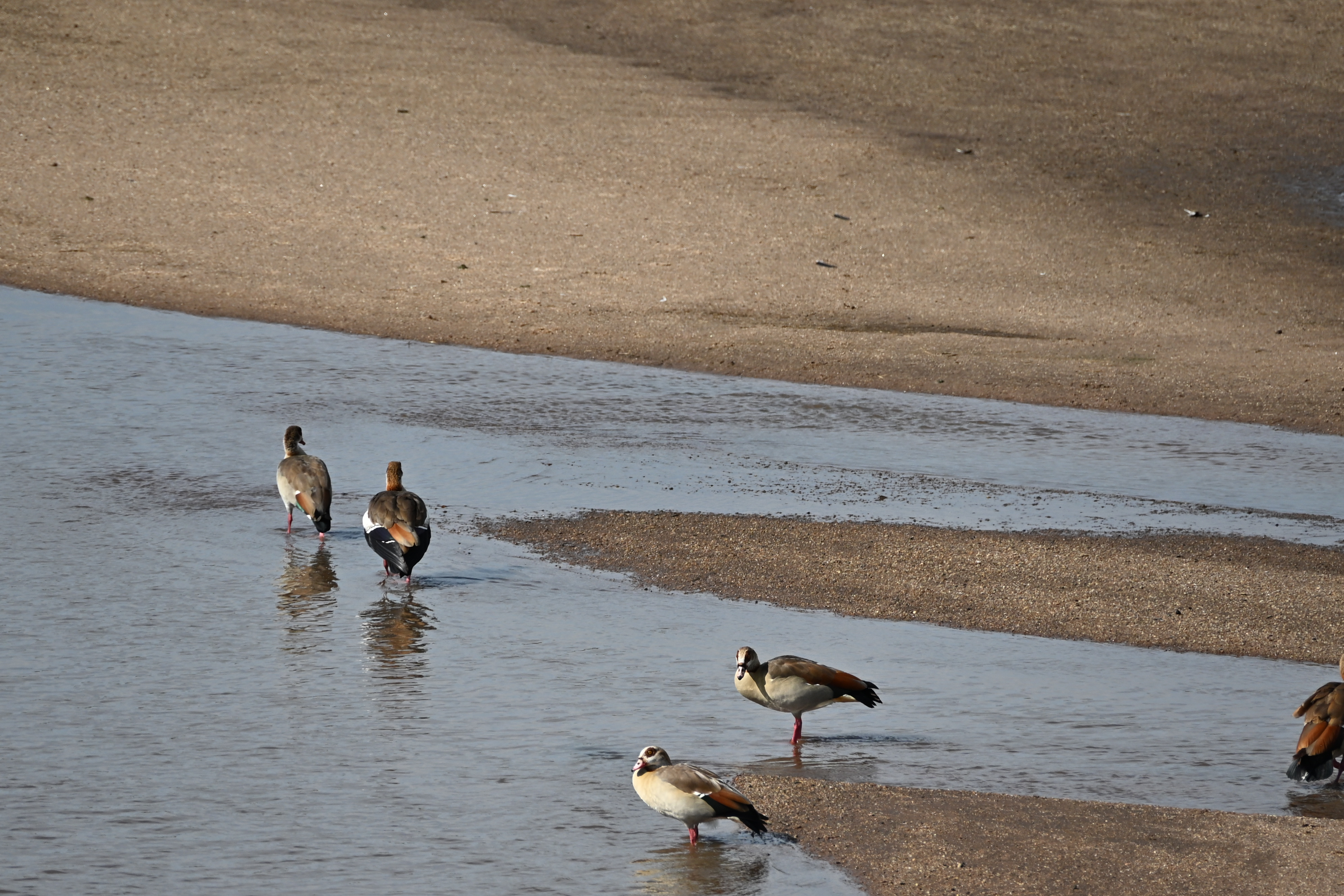 Wildlife beside the Mara River during the final Serengeti safari