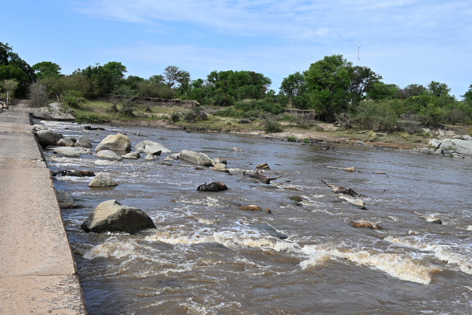 Wildlife gathering on the northern Serengeti plains