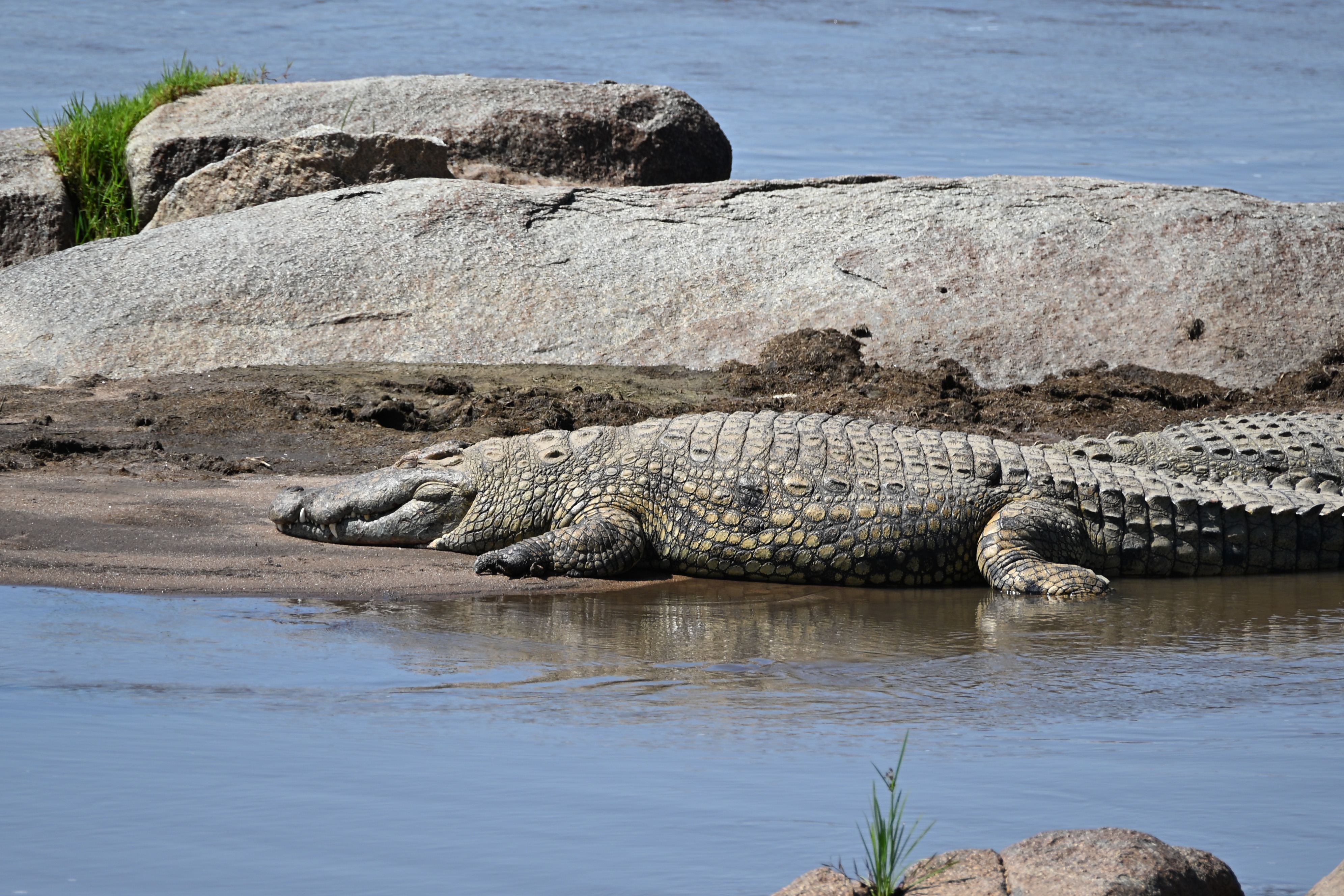 Serengeti wildlife along the Mara River