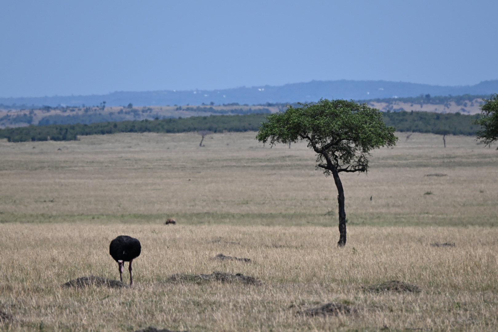 Leopard resting in a tree during the final Serengeti safari