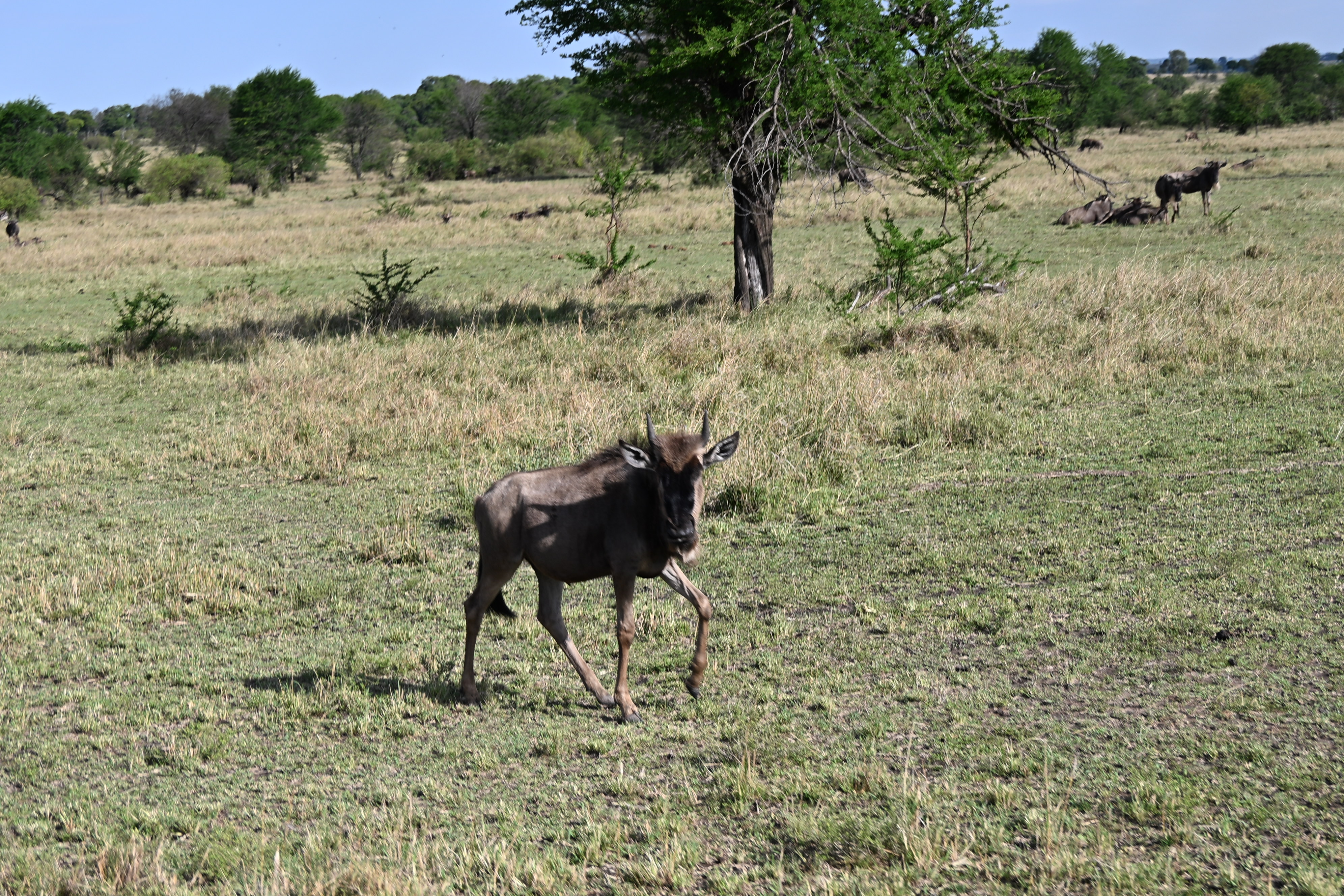 Safari wildlife near the Tanzania–Kenya border in the Serengeti