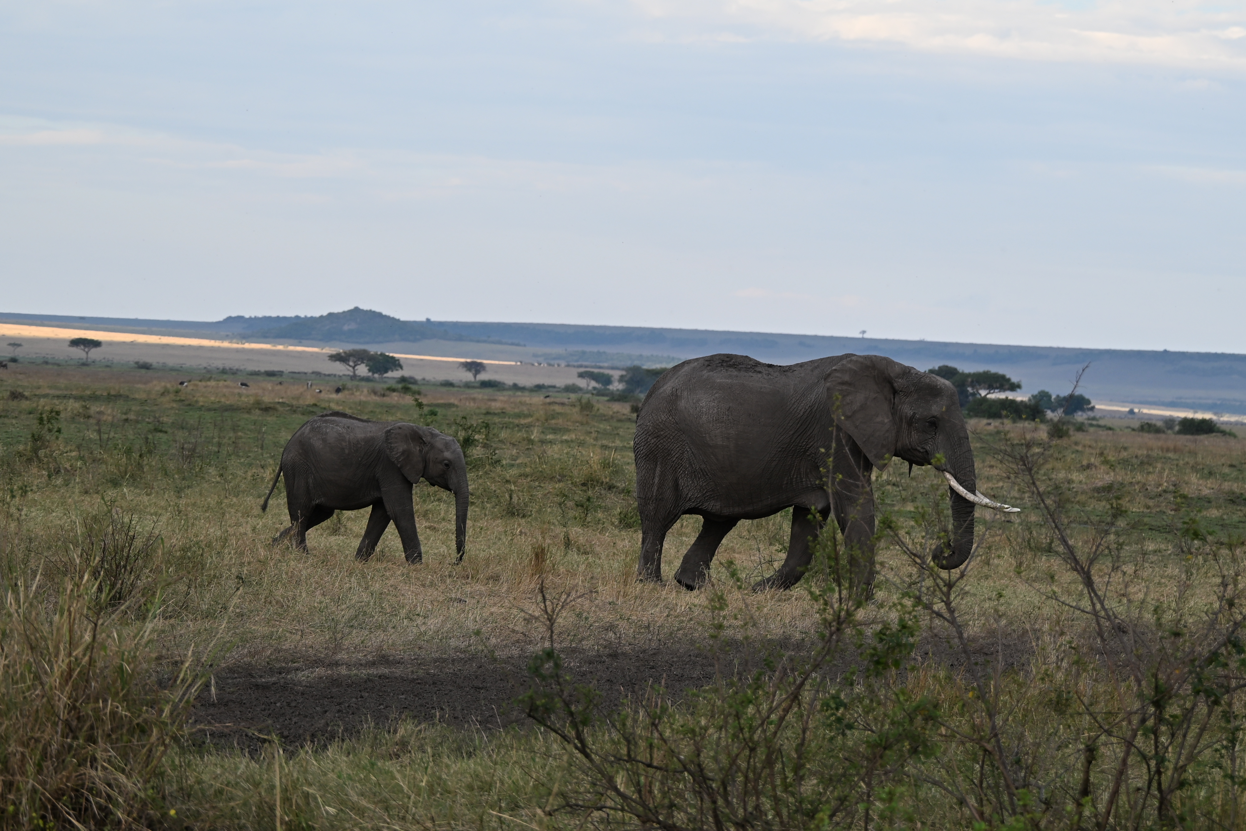 Safari wildlife near the Tanzania–Kenya border in the Serengeti