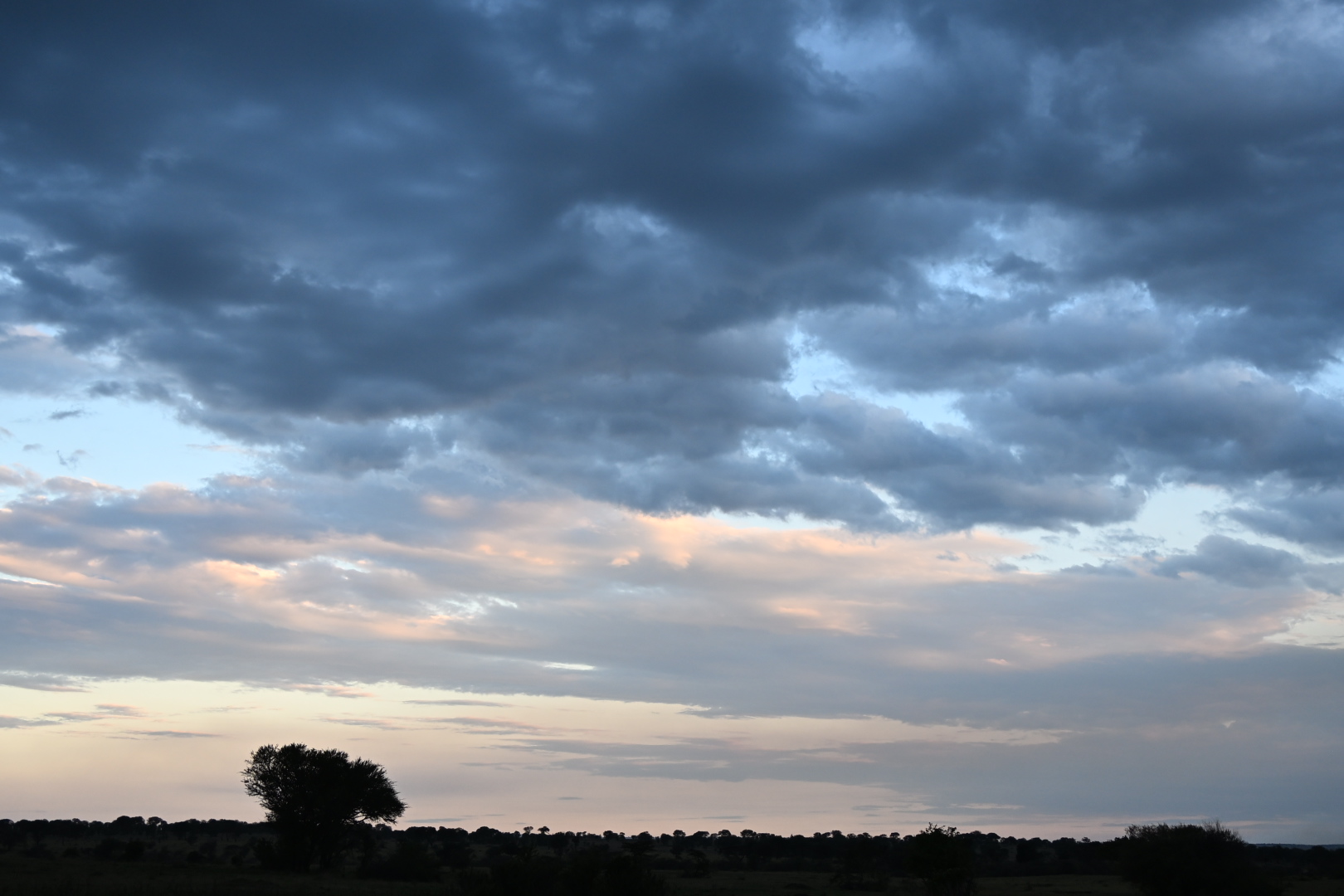Safari wildlife near the Tanzania–Kenya border in the Serengeti