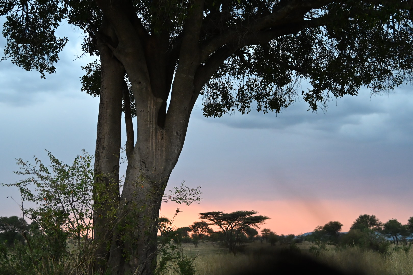 Safari wildlife near the Tanzania–Kenya border in the Serengeti