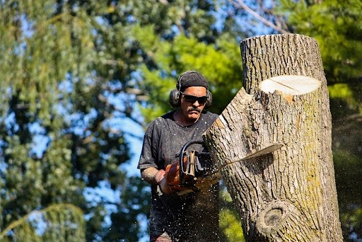 How Real Tree Removal Experiences Inform Campus Safety